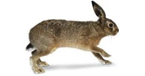 hare