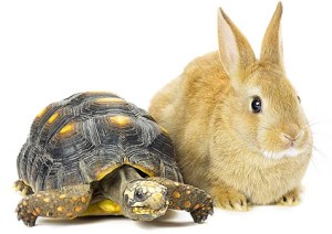haretortoise